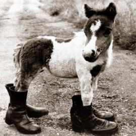 bootsminiponydoug