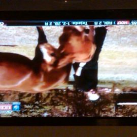 bradshaw.horse