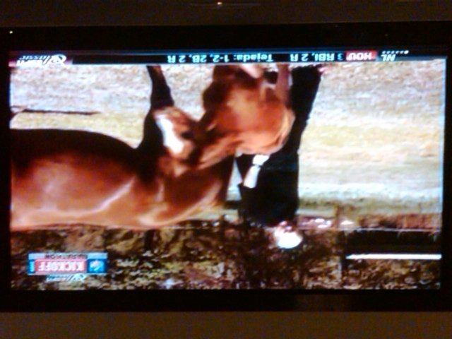 bradshaw.horse