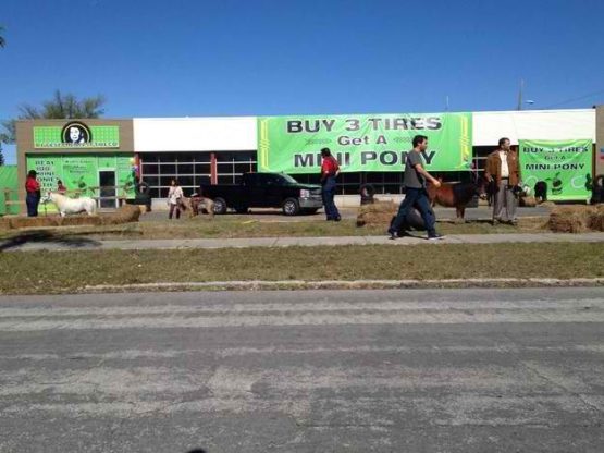 buzzfeedfloridabuy3tiresgetaminiponyannaandrew