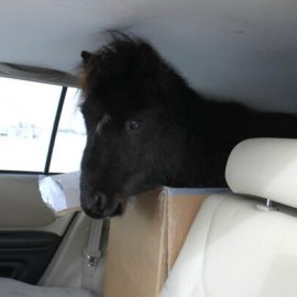 carboxminipony