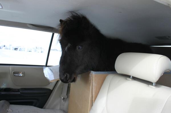carboxminipony