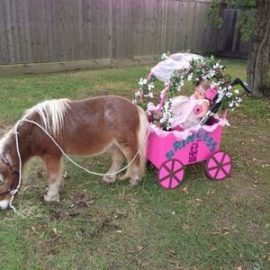 cartponybraunabilityhalloweenstevesteelcurlin