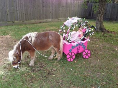 cartponybraunabilityhalloweenstevesteelcurlin