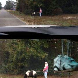chiveminihorseputtzyfeb