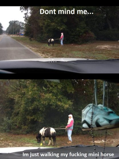 chiveminihorseputtzyfeb