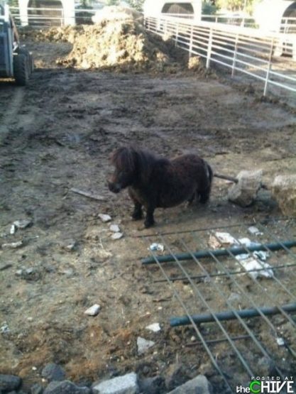 chiveminiponyphotojesse