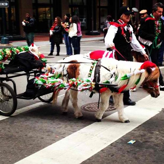 christmas2013ogtedbergcartsheep