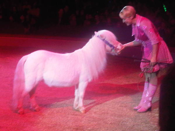 circusminiponiesstan1