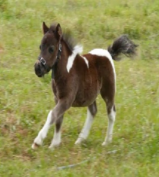 cotterminipony