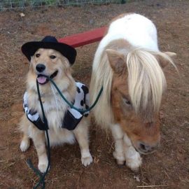 cowboydogminipony