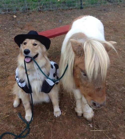 cowboydogminipony