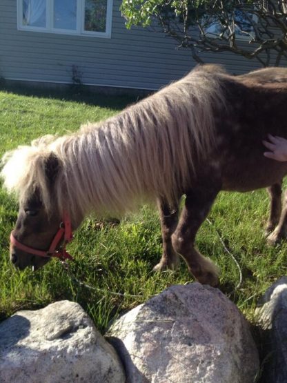 darrylminiponydexter