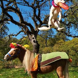 dogandpony