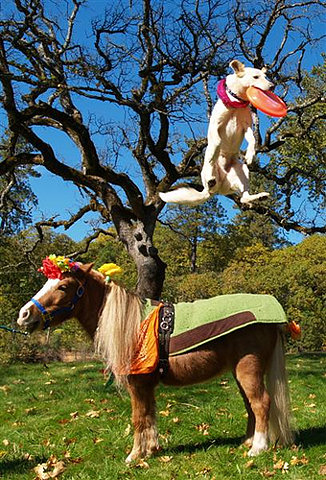 dogandpony