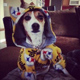 doghoodiesteelersjoshuajblovein