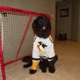 dogtightpenguinsjerseyjohn