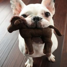 dogtoyminiponyjoshuasupersloth
