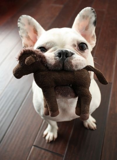 dogtoyminiponyjoshuasupersloth