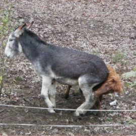 donkeysittingonminihorse
