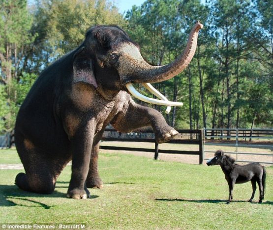 elephantminipony