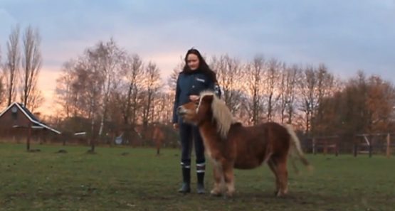 flipminiponyjumpingrunningfunnyyoutubejohn