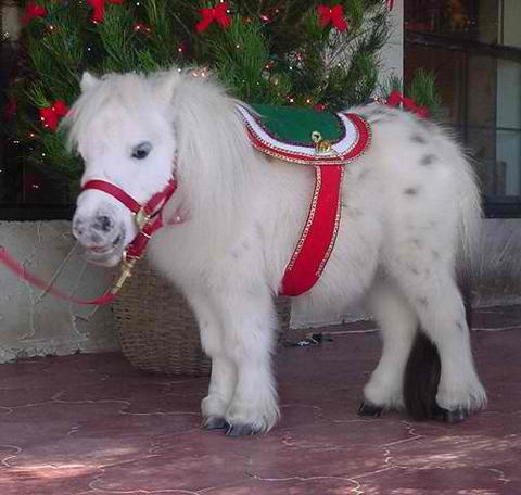fluffywhitedwarfminipony