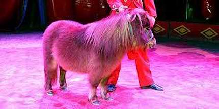 Fridolin_the_missing_pony