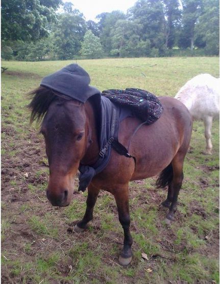 gheorgheminiponygift