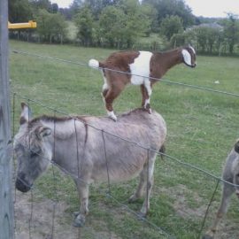 goatdonkeyadam