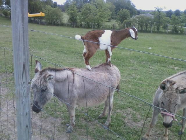goatdonkeyadam