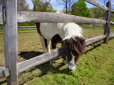 grassisalwaysgreenerminipony