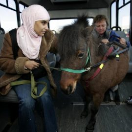 guidehorselawsjonmattchristian