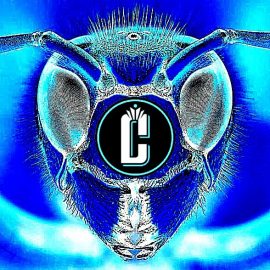 hornet_head charlotte logo ver4