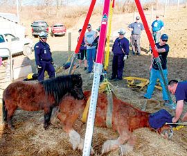 horse032310