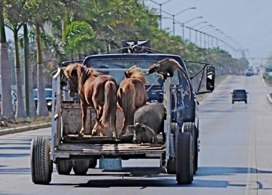 horses-pigs-and-tejon1-1024x736