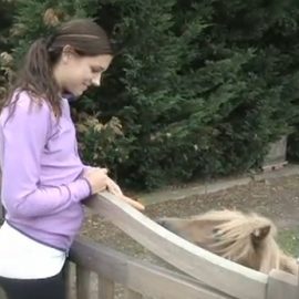 hotalexmorganminihorsebabyhorse