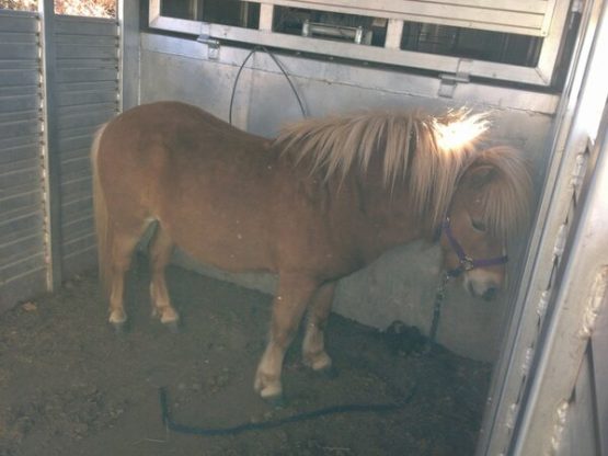 i40oklahomaminiponygrimey