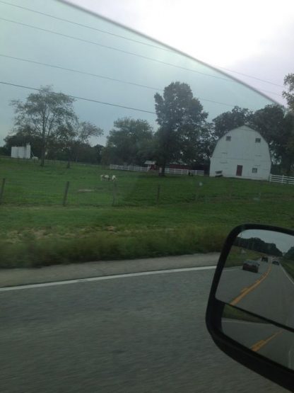 illinoisminiponiesdantimko