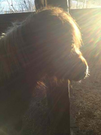 indianapaminiponiesterry3