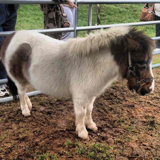 instagramminiponytimbowersalisonaligator32