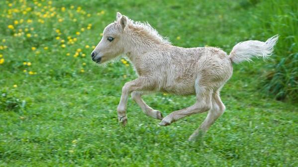 joggingponycharlieglassesandsass