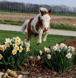 jumpingbabyminiponyflowers