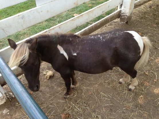 kentuckyminiponiesjimnorthsidenotch1