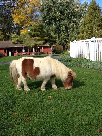landoflittlehorseselliot