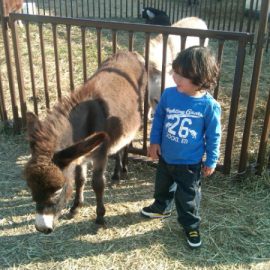 letanguerayminipony2donkey