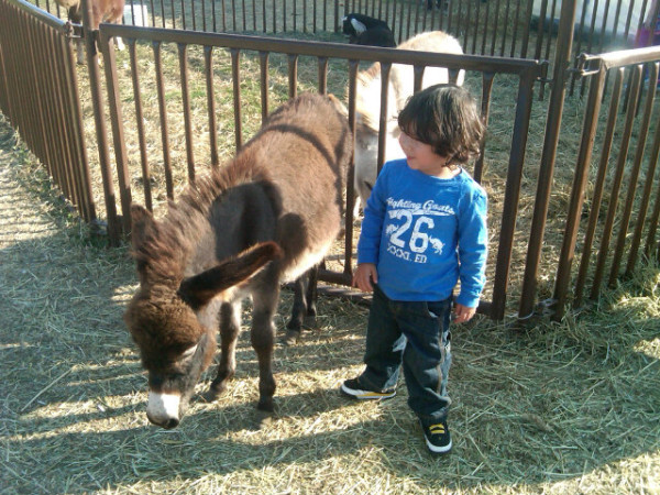 letanguerayminipony2donkey