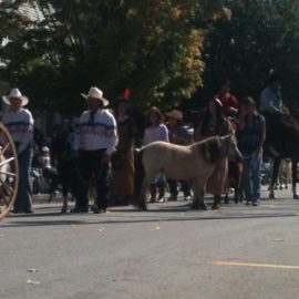 ligonierparademiniponiesricki