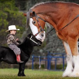 little-horse_1414911i