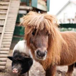 Little-pony-with-pig
